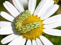 Cucullia chamomillae 6, Kamillevlinder, Saxifraga-Gerard de Jong : Cucullia chamomillae, Insect, Kamillevlinder, Macro, Overig, Rups, Saxifraga Beeldbank, moth, nachtvlinder