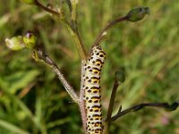 Cucullia scrophulariae 3, Helmkruidvlinder, Saxifraga-Peter Meininger