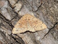 Cyclophora porata