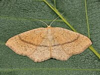 Cyclophora ruficiliaria