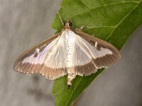 Cydalima perspectalis