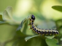 Cydalima perspectalis 31, Buxusmot, Saxifraga-Luc Hoogenstein : buxusmot, rups