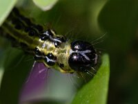 Cydalima perspectalis 33, Buxusmot, Saxifraga-Luc Hoogenstein : buxusmot, rups