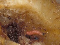 Cydia funebrana, Plum Fruit Moth