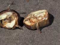 Cydia splendana, Acorn Moth