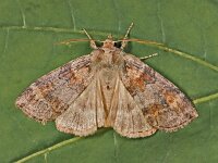 Cymatophorina diluta