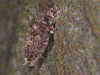 Dahlica triquetrella