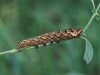 Deilephila elpenor, Elephant Hawk-moth