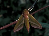 Deilephila elpenor 10, Groot avondrood, Vlinderstichting-Nely Honig