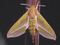 Deilephila elpenor 11, Groot avondrood, Saxifraga-Janus Verkerk