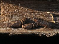 Deilephila elpenor 12, Groot avondrood, Vlinderstichting-Nely Honig