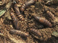 Deilephila elpenor 13, Groot avondrood, Vlinderstichting-Nely Honig