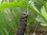 Deilephila elpenor 14, Groot avondrood, Saxifraga-Al Vrezec