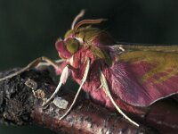 Deilephila elpenor 2, Groot avondrood, Vlinderstichting-Nely Honig