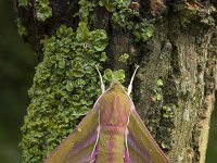 Groot Avondrood, Elephant Hawkmoth, Deilephila elpenor : Fauna, Insect, Lepidoptera, Nachtvlinder, Ongewervelde
