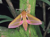 Deilephila elpenor 5, Groot avondrood, Saxifraga-Janus Verkerk