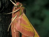 Deilephila elpenor 6, Groot avondrood, Vlinderstichting-Nely Honig