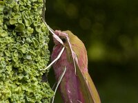 Groot Avondrood, Elephant Hawkmoth, Deilephila elpenor : Fauna, Insect, Lepidoptera, Nachtvlinder, Ongewervelde