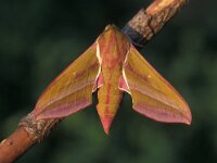 Deilephila elpenor 8, Groot avondrood, Vlinderstichting-Nely Honig