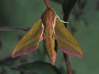 Deilephila elpenor 9, Groot avondrood, Vlinderstichting-Nely Honig