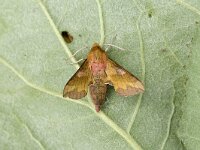Deilephila porcellus, The Small Elephant Hawk-moth