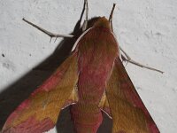 Deilephila porcellus 18, Klein avondrood, Saxifraga-Rutger Barendse
