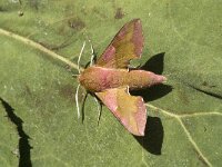 Deilephila porcellus 4, Klein avondrood, Saxifraga-Marijke Verhagen