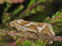 Deltote bankiana, Silver Barred