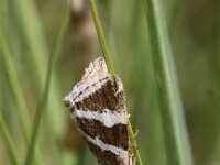 Deltote bankiana 5, Zilverstreep, Saxifraga-Peter Meininger