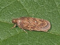 Depressaria albipunctella
