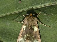 Diachrysia chrysitis 11, Koperuil, Saxifraga-Marijke Verhagen