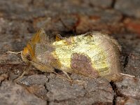 Diachrysia stenochrysis