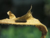 Diacrisia sannio, Clouded Buff