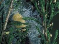 Diacrisia sannio 3, Roodbandbeer, Vlinderstichting-Nely Honig