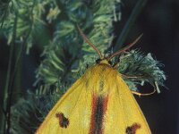 Diacrisia sannio 4, Roodbandbeer, Vlinderstichting-Nely Honig