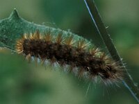 Diaphora mendica, Muslin Moth