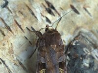 Diarsia brunnea, Purple Clay