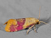 Diceratura ostrinana