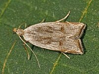 Dichomeris rasilella 1