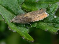 Dichrorampha flavidorsana