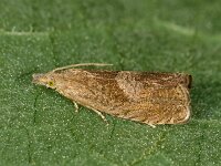 Dichrorampha simpliciana