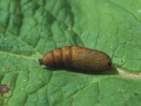 Diloba caeruleocephala, Figure of Eight