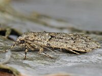 Diurnea fagella 05 #42241...58 : Diurnea fagella