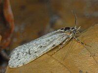 Diurnea fagella 4, Voorjaarskortvleugelmot, Saxifraga-Ab H Baas