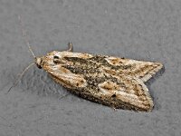 Doloploca punctulana