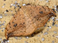 Drepana falcataria D4966  Drepana falcataria, Berkeneenstaart Hardenberg op 1 augustus 2013 : Naar Naturalis in 2013