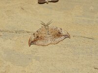 Drepana falcataria 4, Berkeneenstaart, Saxifraga-Joep Steur