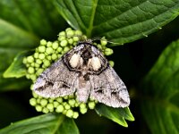 Drymonia velitaris 2, Zuidelijke tandvlinder, Saxifraga-Peter Gergely
