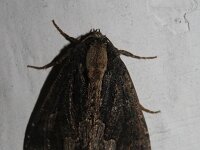 Dypterygia scabriuscula 6, Vogelwiekje, Saxifraga-Rutger Barendse