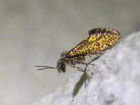 Dyseriocrania subpurpurella